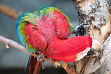 Ara colors © QueenH