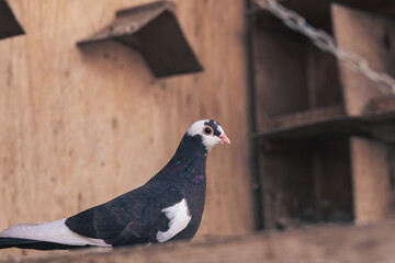 Pigeon in the cage on animal farm.High quality photo.