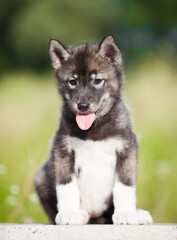Husky puppy that looks like a wolf