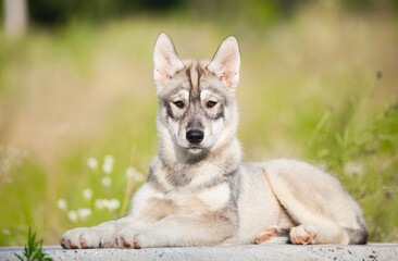 Husky puppy that looks like a wolf