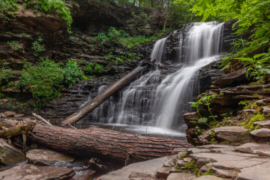 Tree and waterfall 