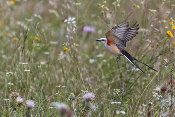 Scissor-tailed flycatcher. Tyrannus forficatus
