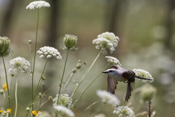Scissor-tailed flycatcher. Tyrannus forficatus