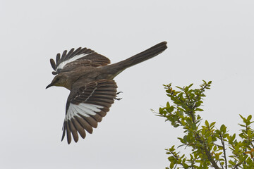 Mockingbird. Mimus polyglottos
