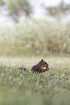Fox Squirrel. Sciurus Niger