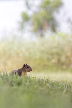 Fox Squirrel. Sciurus Niger