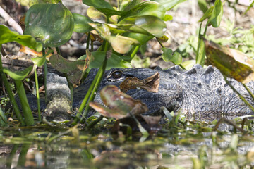 American alligator. Alligator mississippiensis