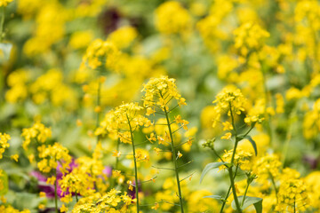 The fields were covered with yellow rape flowers