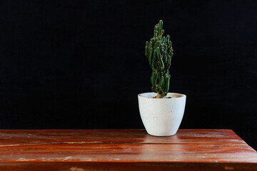 Cactus in a white pot against a black wall. Stylish banner with space for text
