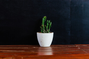 A green cactus on the background of a black wall. Slate wall for advertising on the background of a plant