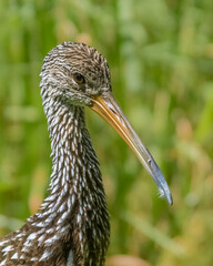 Close-up of Limpkin