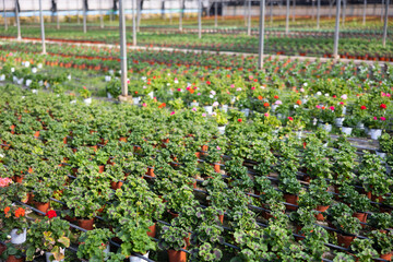 View of pelargonium in pots lined in rows