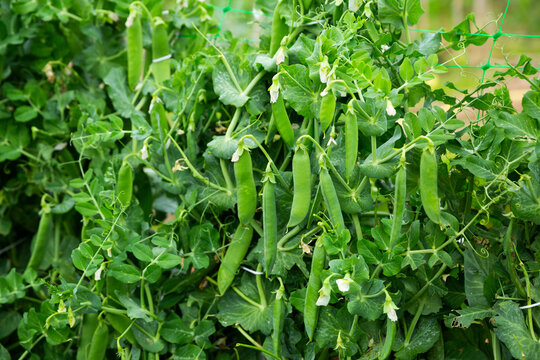 Peas plants carefully growing in the garden. High quality photo