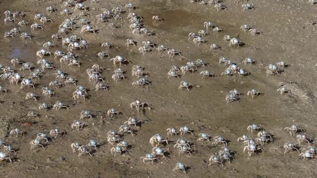 Australian Soldier Crabs
