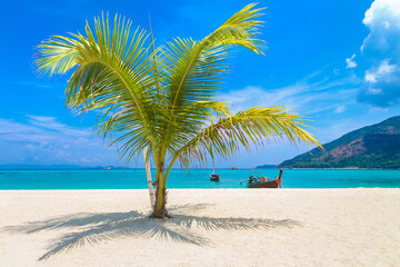 Single palm tree on beach