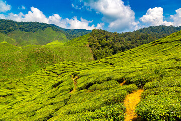 Obraz premium Beautiful Tea plantations