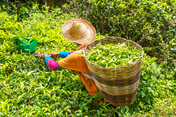 Worker picking tea leaves