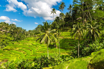 Naklejka premium Tegallalang rice terrace on Bali