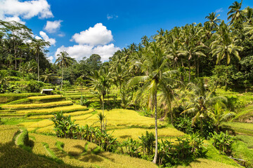 Fototapeta na wymiar Tegallalang rice terrace on Bali
