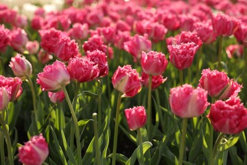 Beautiful colorful tulips growing in flower bed