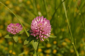 Two-spike clover, Latin name:
Trifolium alpestre, a purple meadow flower. - obrazy, fototapety, plakaty