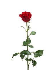 Beautiful fresh red rose isolated on white