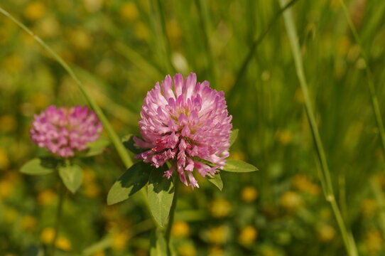 Two-spike clover, Latin name:
Trifolium alpestre, a purple meadow flower.