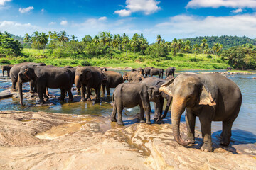 Herd of elephants in Sri Lanka - obrazy, fototapety, plakaty