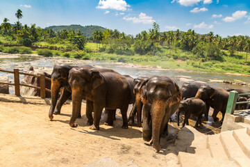Fototapeta na wymiar Herd of elephants in Sri Lanka