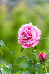 pink rose in garden