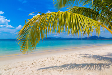 Palm tree branch over beach