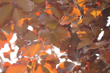 Brown tree leaves, leaf photographed against the light in close-up, background for ecological use.