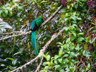 Male Resplendent Quetzal in Costa Rica with green  forest background 