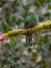 Obraz premium Female Resplendent Quetzal on mossy stick against green background