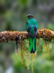 Female Resplendent Quetzal in Costa Rica with green background
