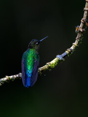 Fototapeta premium Talamanca Hummingbird portrait on mossy stick against green background