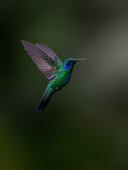 Fototapeta premium Lesser Violetear Hummingbird in flight on green background