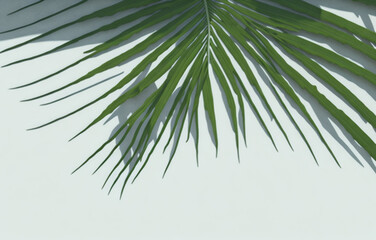 Fototapeta premium Tropical palm leaves on concrete textured background. Shadows of leaves in sunlight