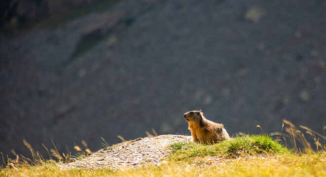 Marmotte III - Parc National des Ecrins
