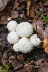 Group of Common puffball (Lycoperdon perlatum) mushroom  fruit bodies grows on a ground 