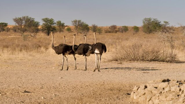 Ostriches wait at a watering hole in the arid Kalahari where a jackal walks away in the background.