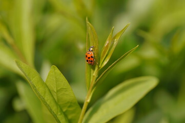 Ladybug on walking on a green plant.
