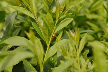Ladybug on walking on a green plant.
