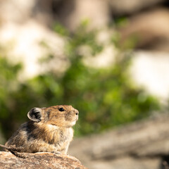 Profile of Pika Looking up to the Right