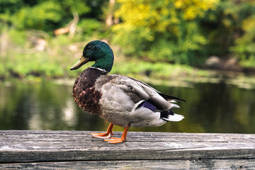 Duck in the summer on a bridge next to the river
