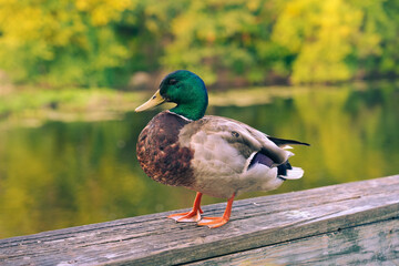Duck portrait next to the river close up 