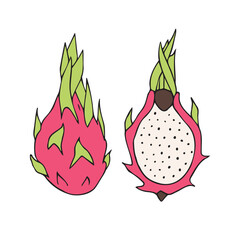 Vector hand drawn doodle sketch colored dragon fruit isolated on white background