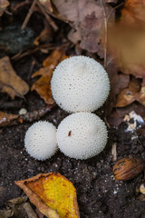 Group of Common puffball (Lycoperdon perlatum) mushroom  fruit bodies grows on a ground