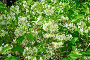 white fragrant Vallaris flower