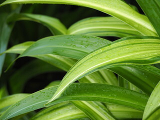 Obraz premium インドハマユウ 葉っぱ